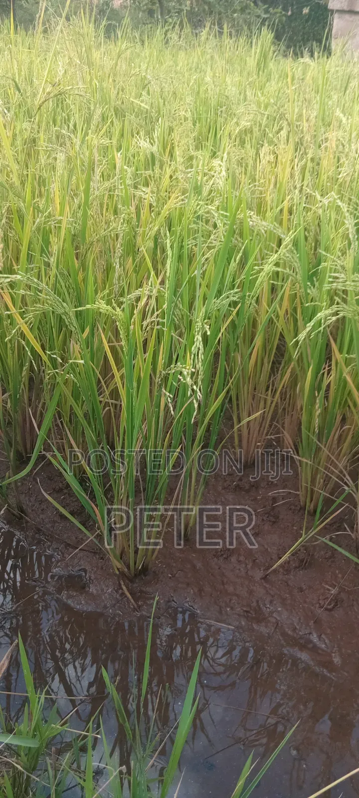 Mwea Pishori Rice