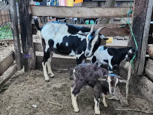 Dairy Goats.