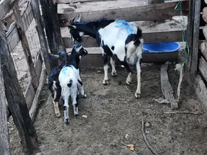 Dairy Goats.