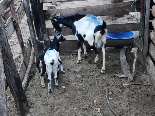 Dairy Goats. - thumbnail 2