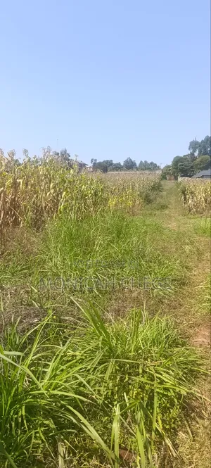 Prime Plot