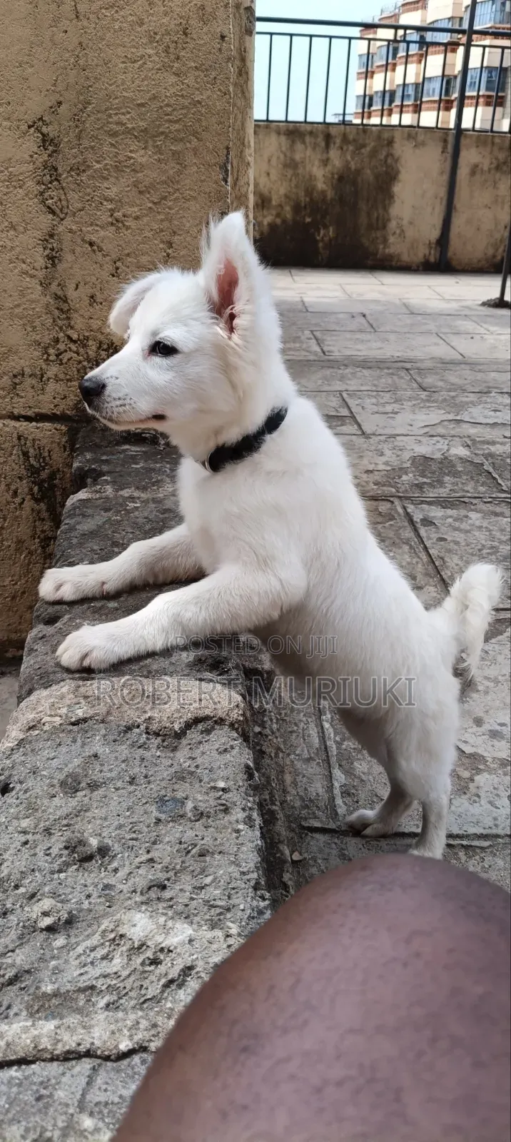3-6 months Male Purebred Japanese Spitz