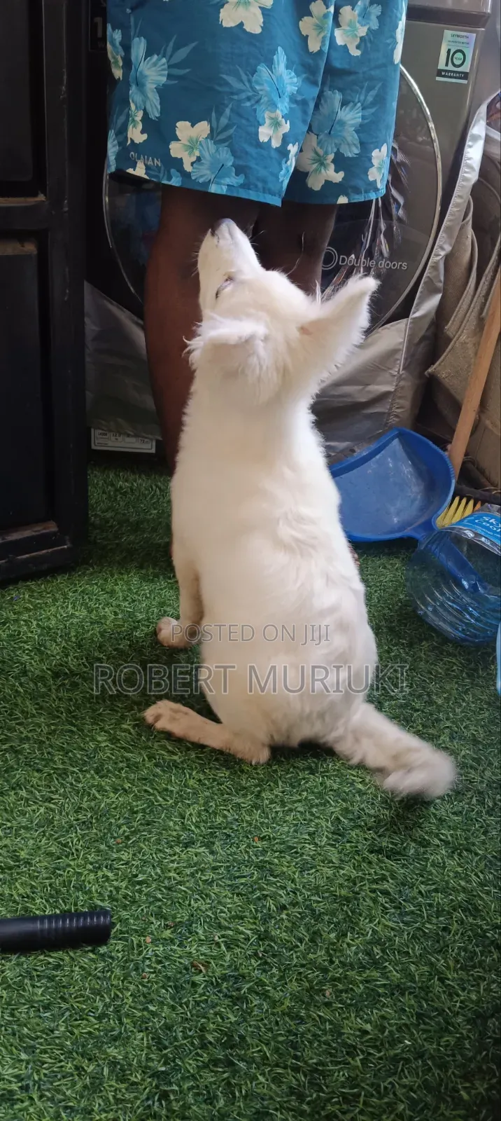 3-6 months Male Purebred Japanese Spitz