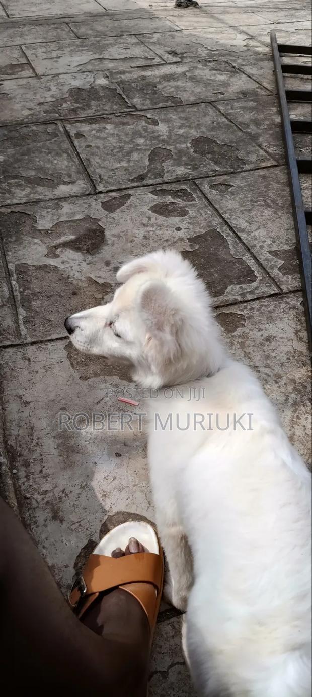 3-6 months Male Purebred Japanese Spitz - thumbnail 3