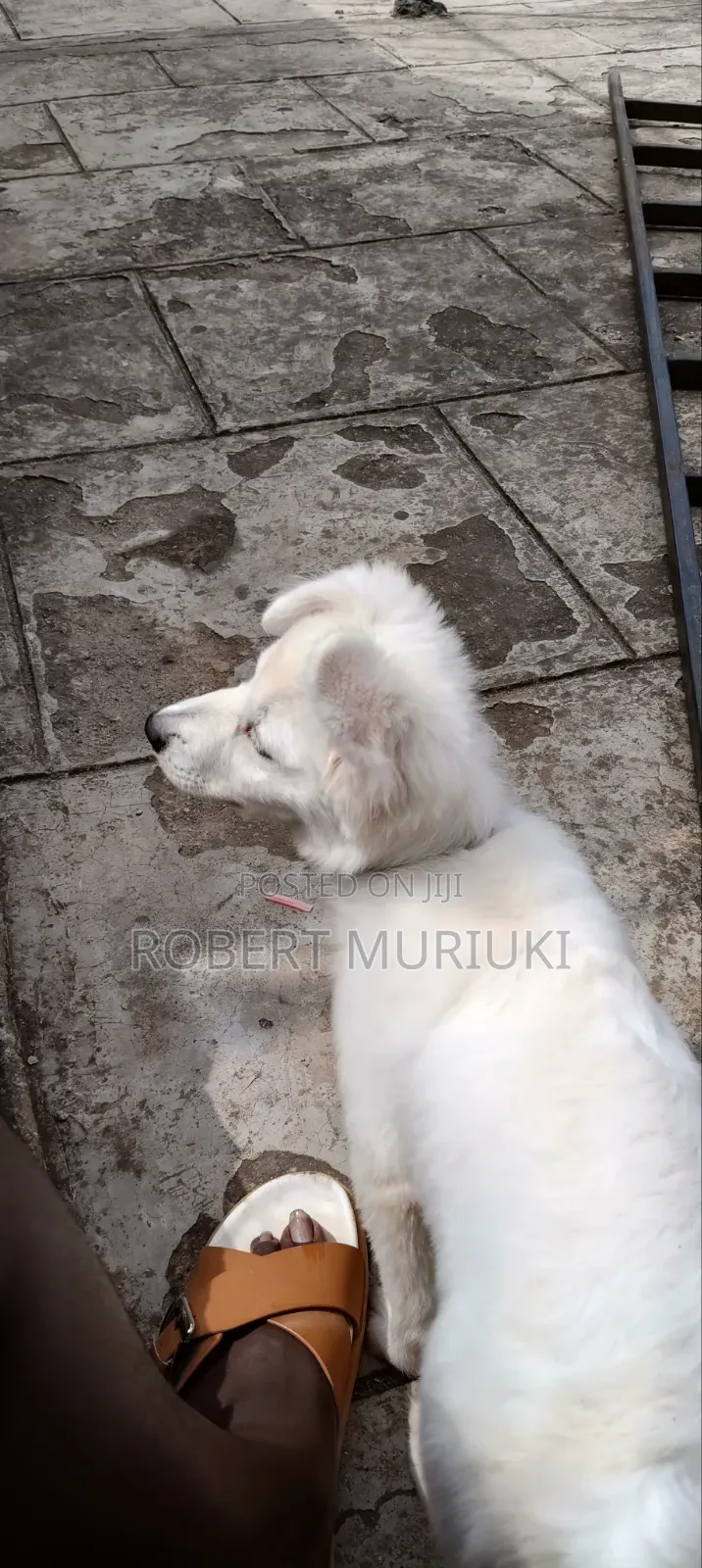 3-6 months Male Purebred Japanese Spitz
