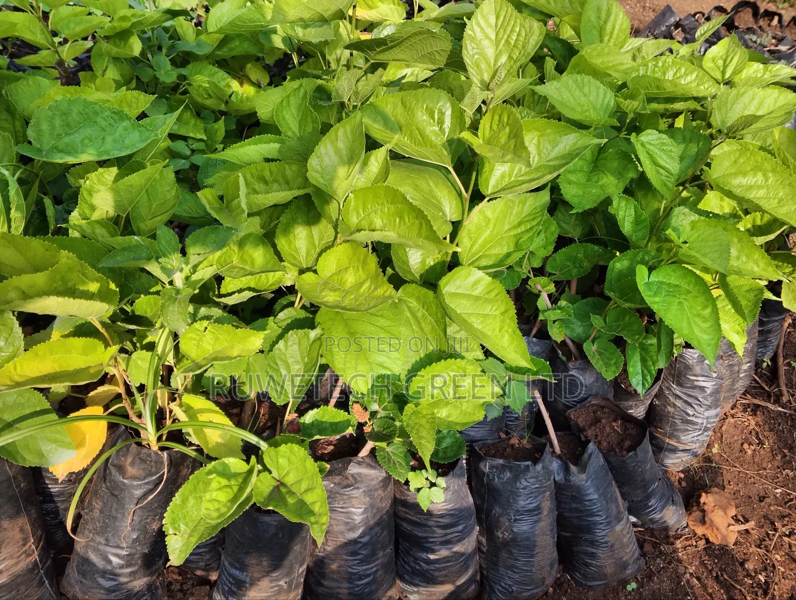 Red Mulberry Plants