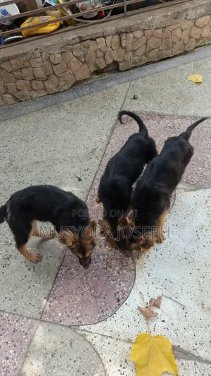 3-6 months Male Purebred German Shepherd