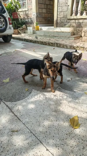 3-6 months Male Purebred German Shepherd