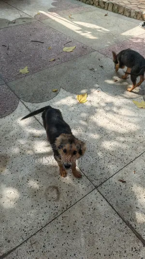 3-6 months Male Purebred German Shepherd