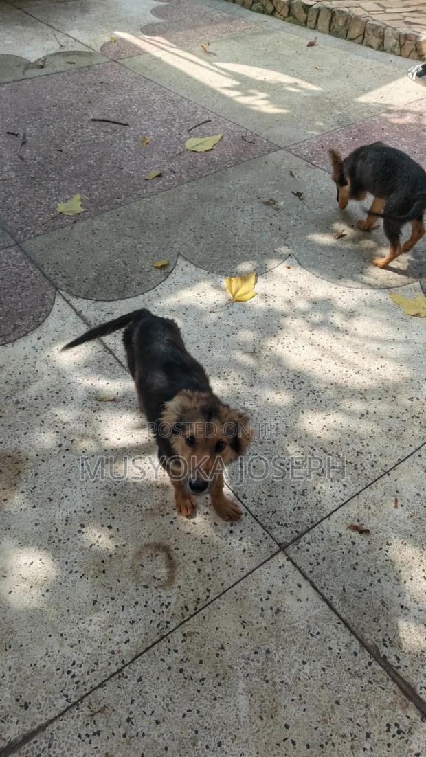 3-6 months Male Purebred German Shepherd