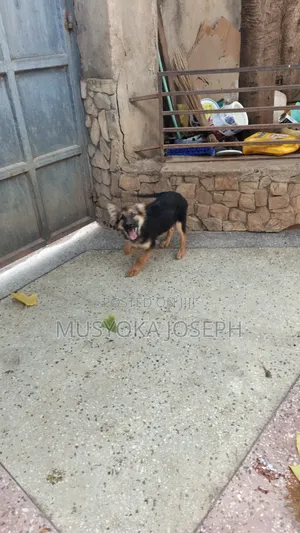 3-6 months Male Purebred German Shepherd