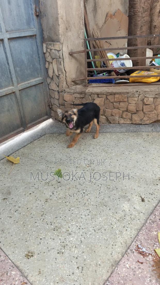 3-6 months Male Purebred German Shepherd - thumbnail 5