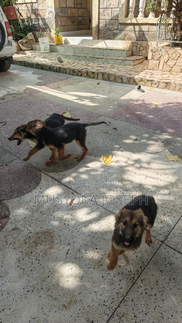 3-6 months Male Purebred German Shepherd - thumbnail 6