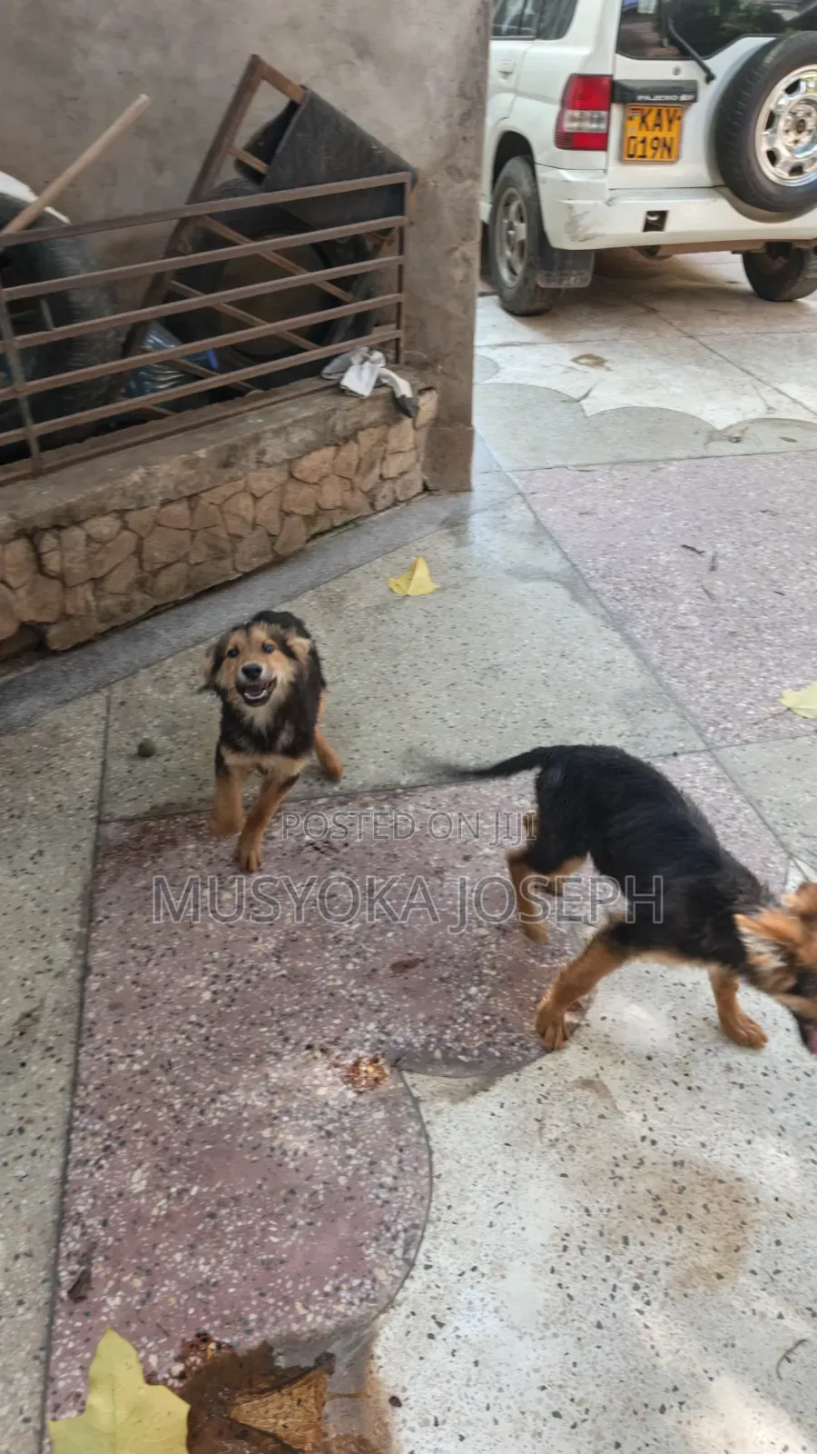 3-6 months Male Purebred German Shepherd