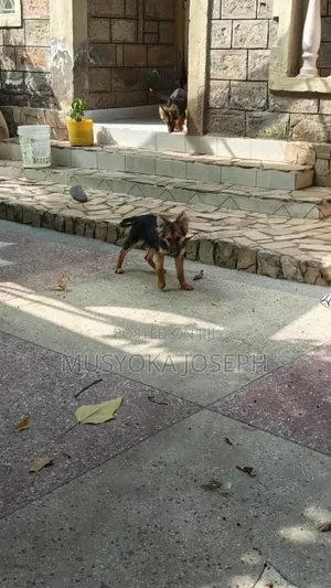 3-6 months Male Purebred German Shepherd