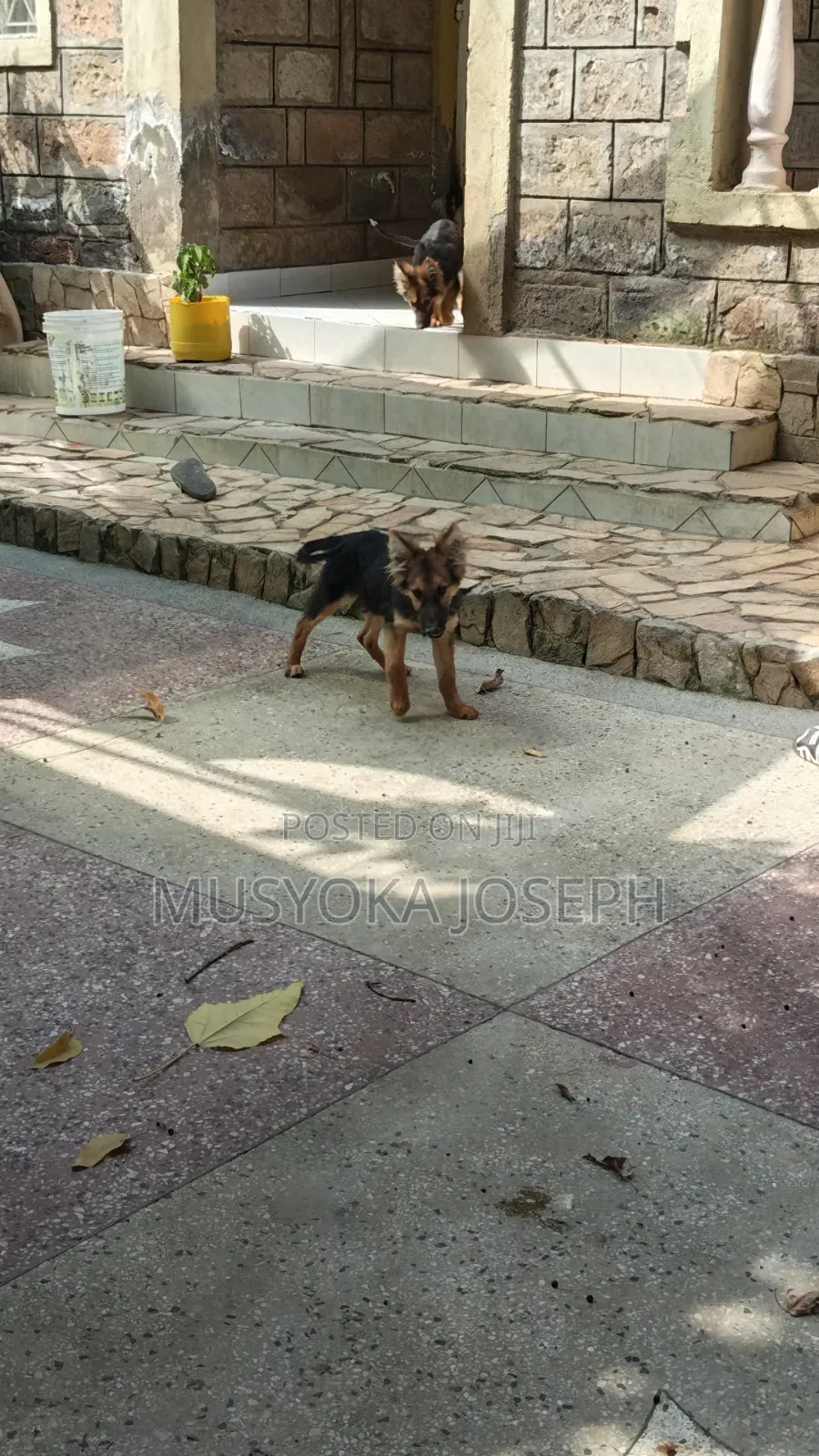 3-6 months Male Purebred German Shepherd