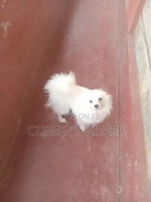 3-6 months Male Mixed Breed Japanese Spitz