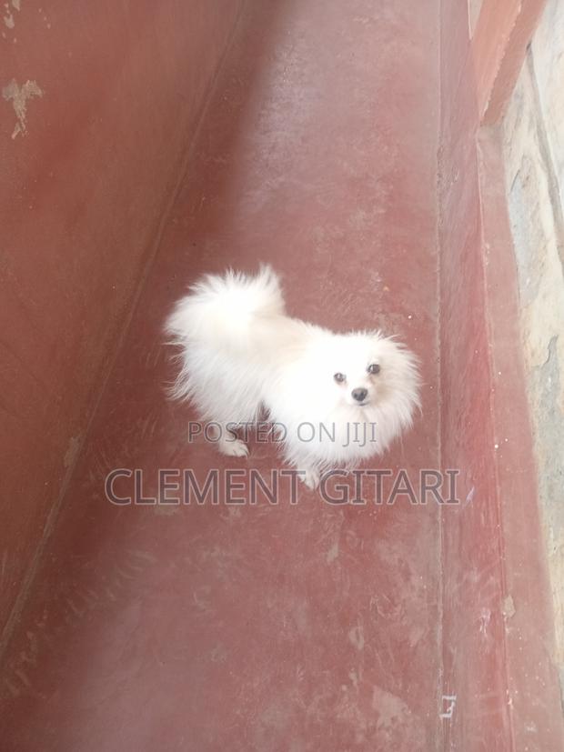3-6 months Male Mixed Breed Japanese Spitz