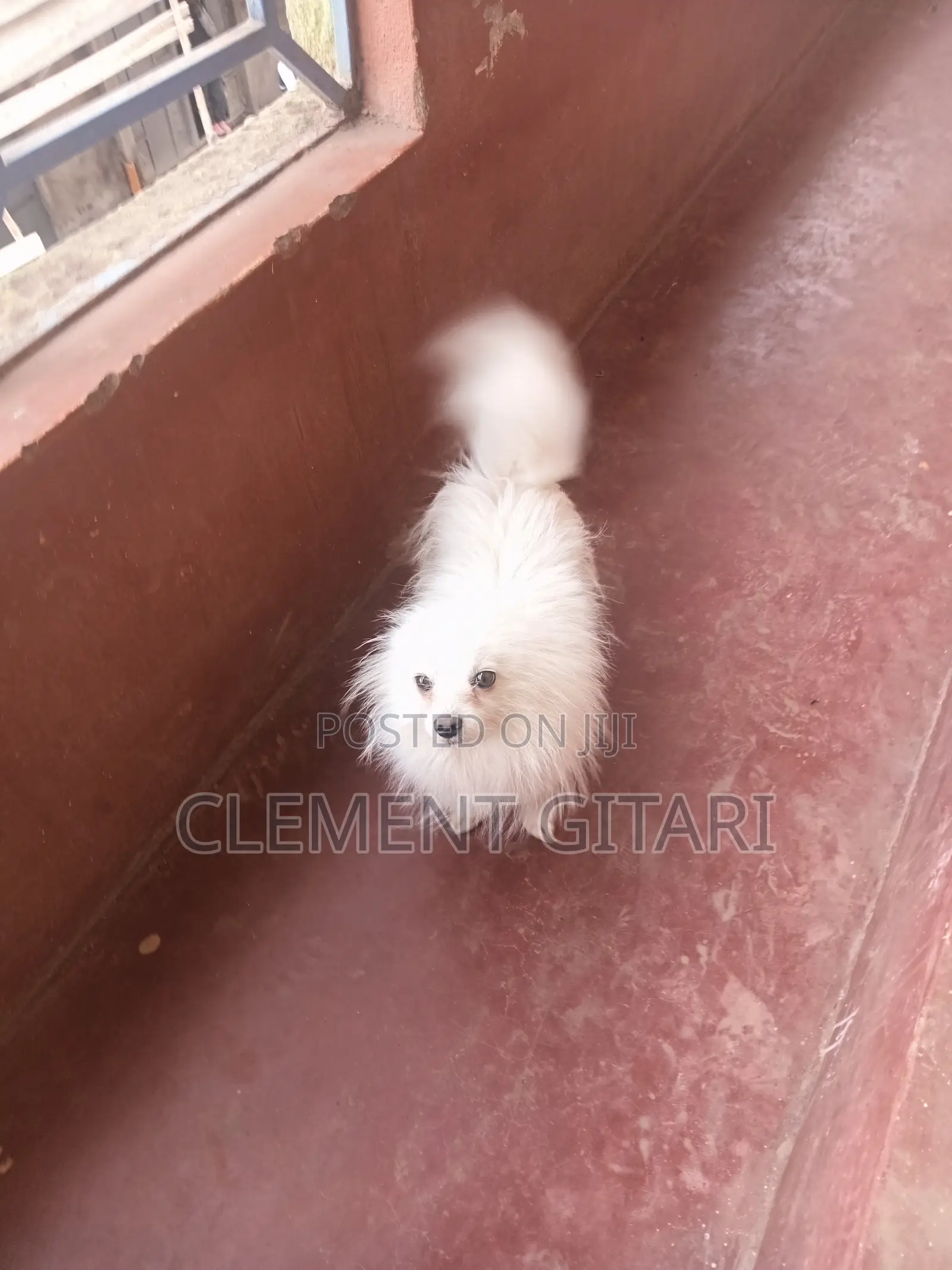 3-6 months Male Mixed Breed Japanese Spitz