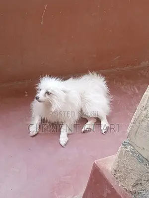 3-6 months Male Mixed Breed Japanese Spitz