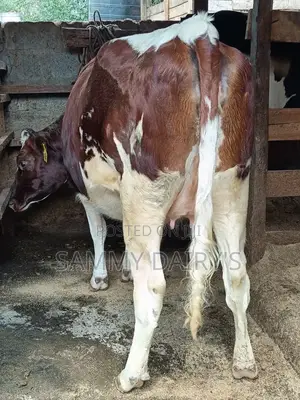 Dairy Farming