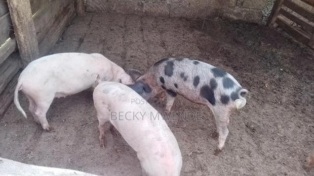 2 Months Old Duroc Piglets