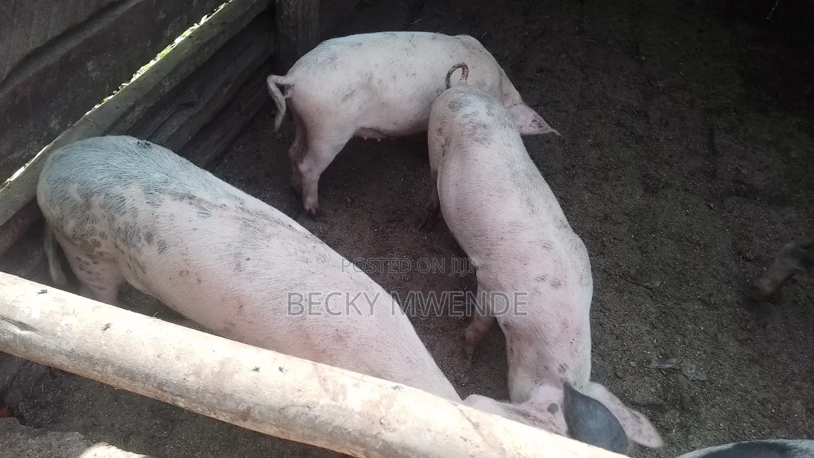 2 Months Old Duroc Piglets