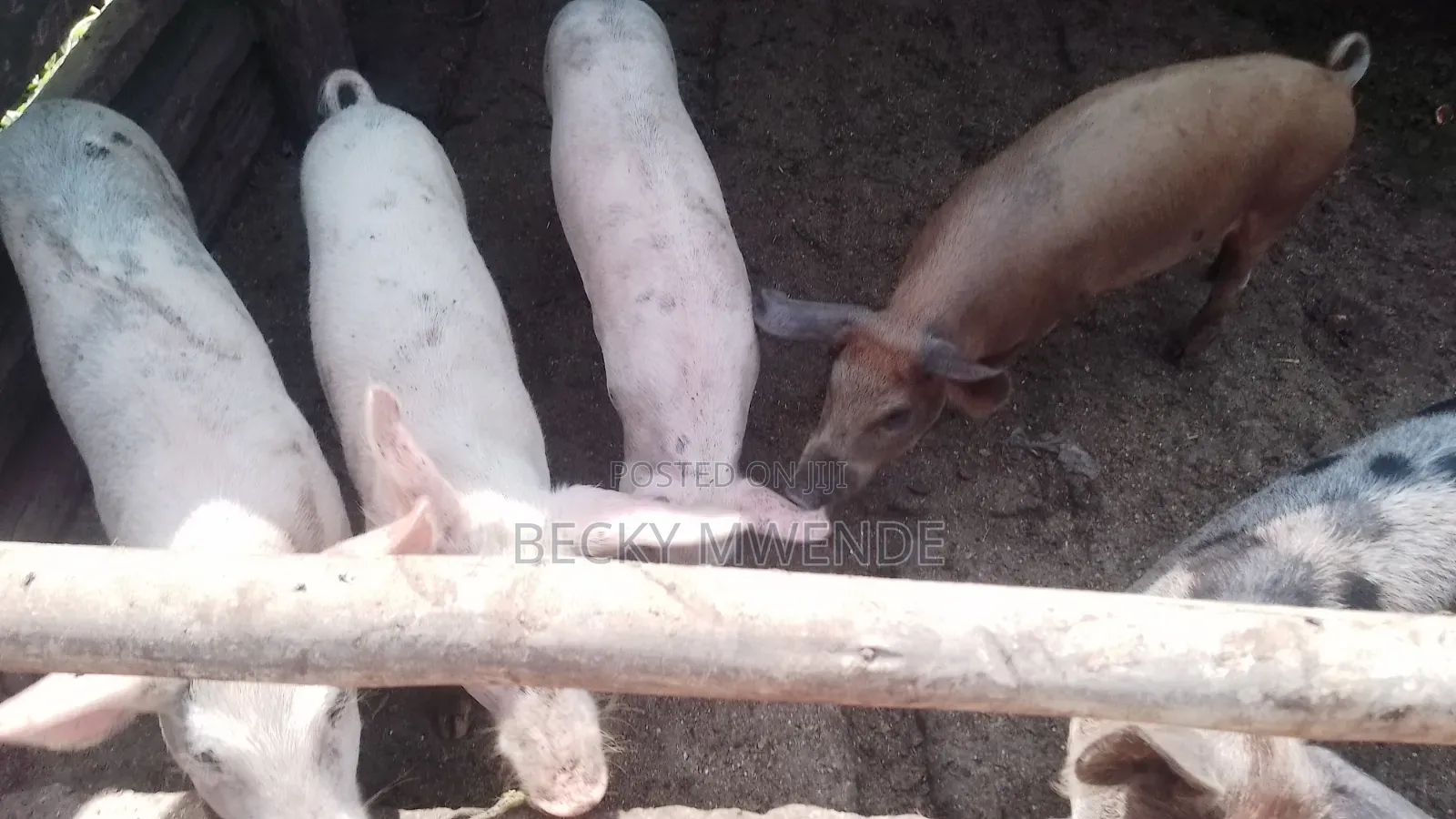2 Months Old Duroc Piglets