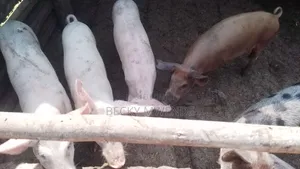 2 Months Old Duroc Piglets