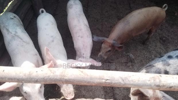 2 Months Old Duroc Piglets - thumbnail 3