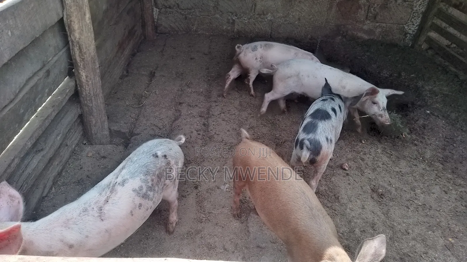 2 Months Old Duroc Piglets