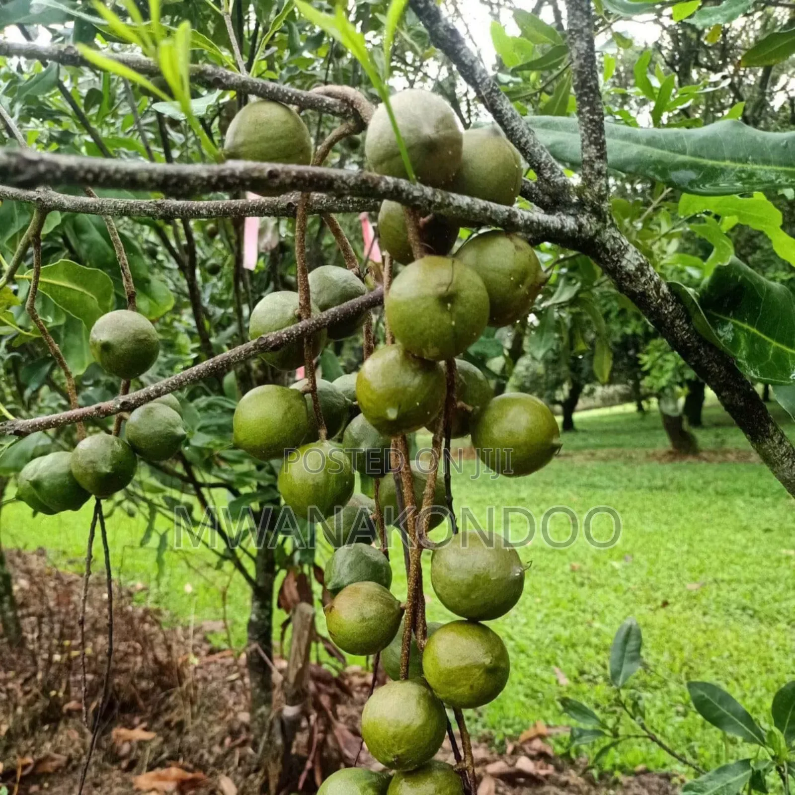 Macadamia Nuts