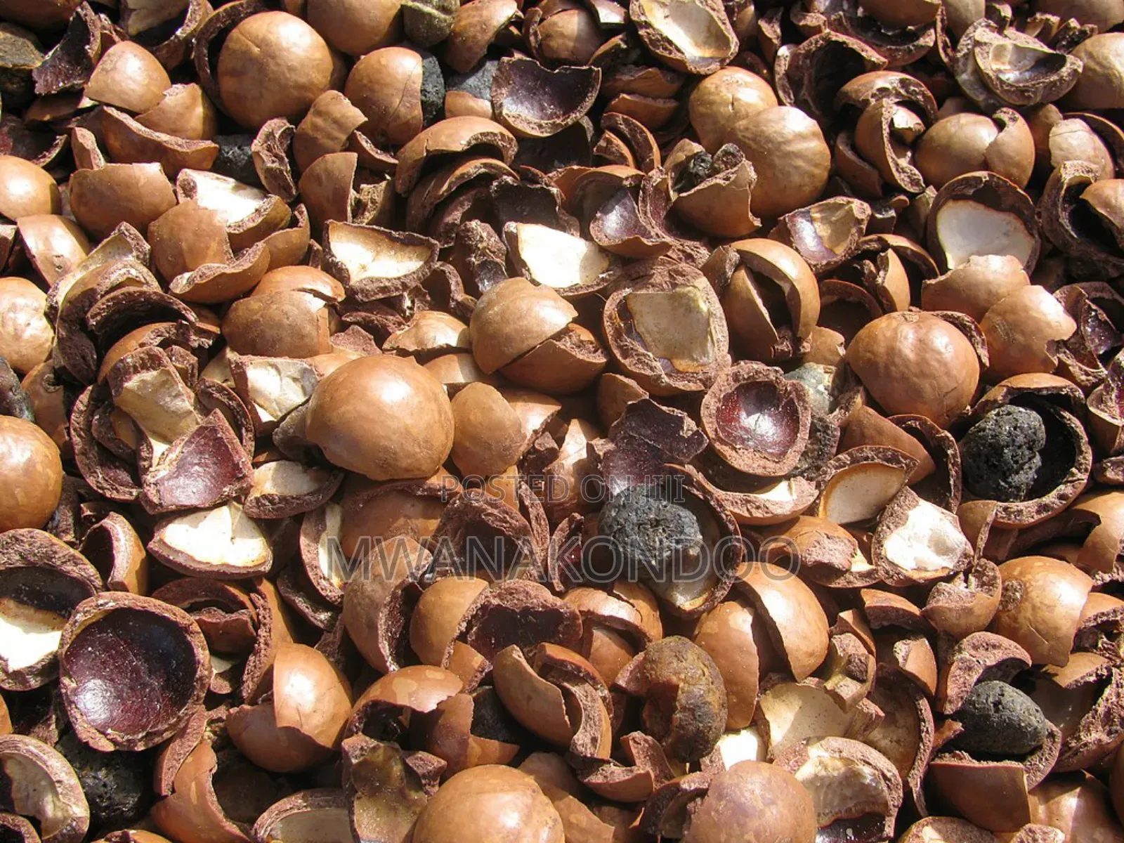 Macadamia Nuts