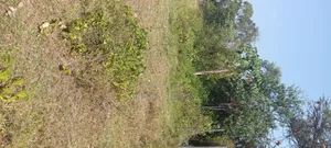 Freehold Plot for Sale in Chiga