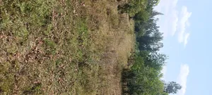 Freehold Plot for Sale in Chiga