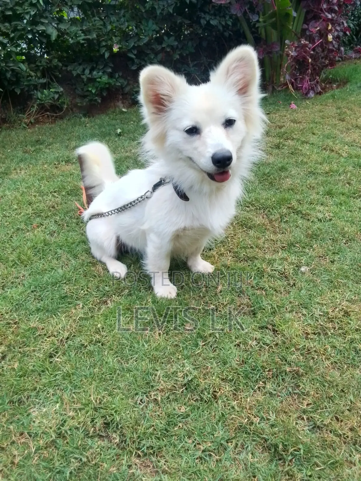 6-12 months Female Purebred Japanese Spitz
