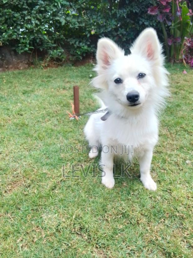 6-12 months Female Purebred Japanese Spitz