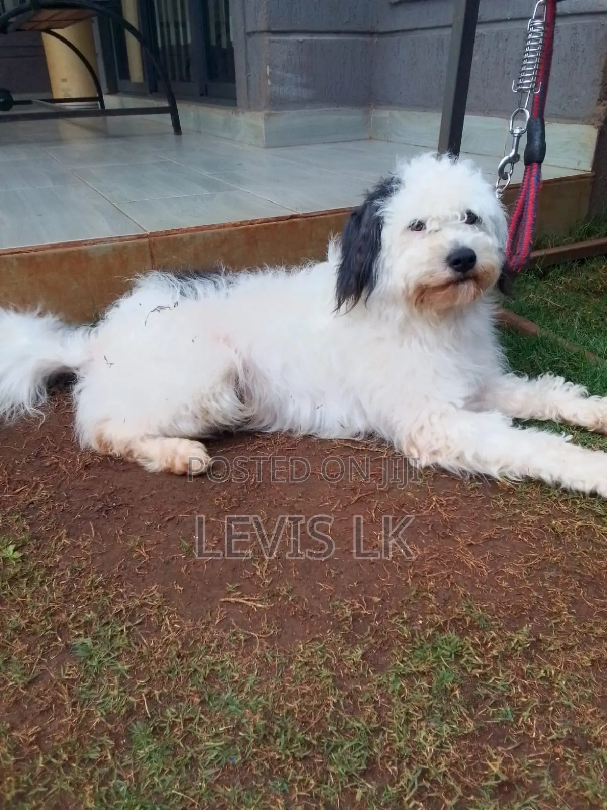 6-12 months Male Purebred Havanese