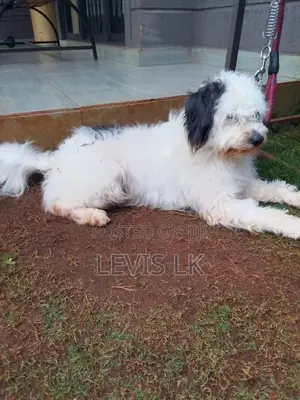 6-12 months Male Purebred Havanese