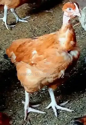 Chicken for Sell