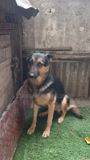 1+ year Female Purebred German Shepherd