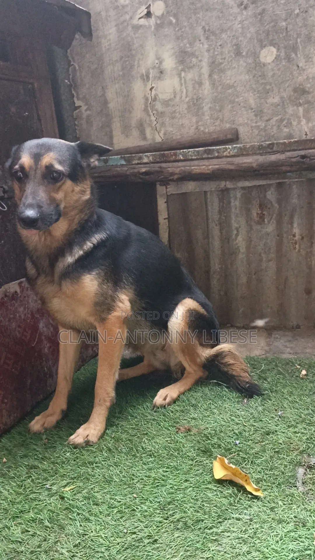 1+ year Female Purebred German Shepherd