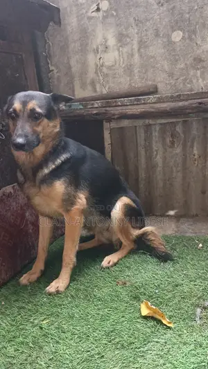 1+ year Female Purebred German Shepherd