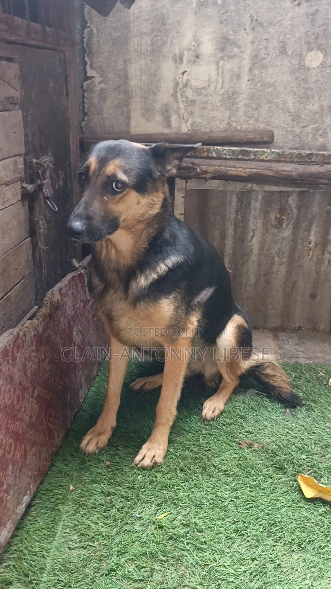 1+ year Female Purebred German Shepherd
