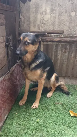 1+ year Female Purebred German Shepherd