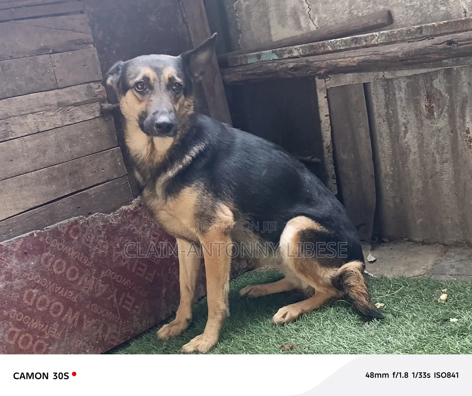 1+ year Female Purebred German Shepherd