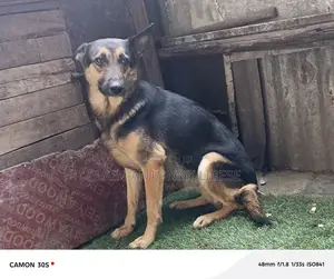 1+ year Female Purebred German Shepherd