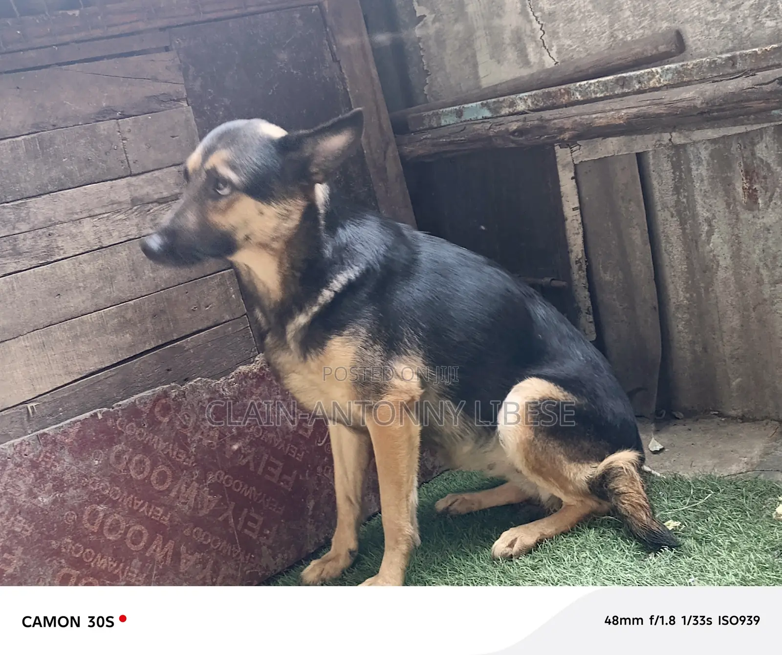 1+ year Female Purebred German Shepherd