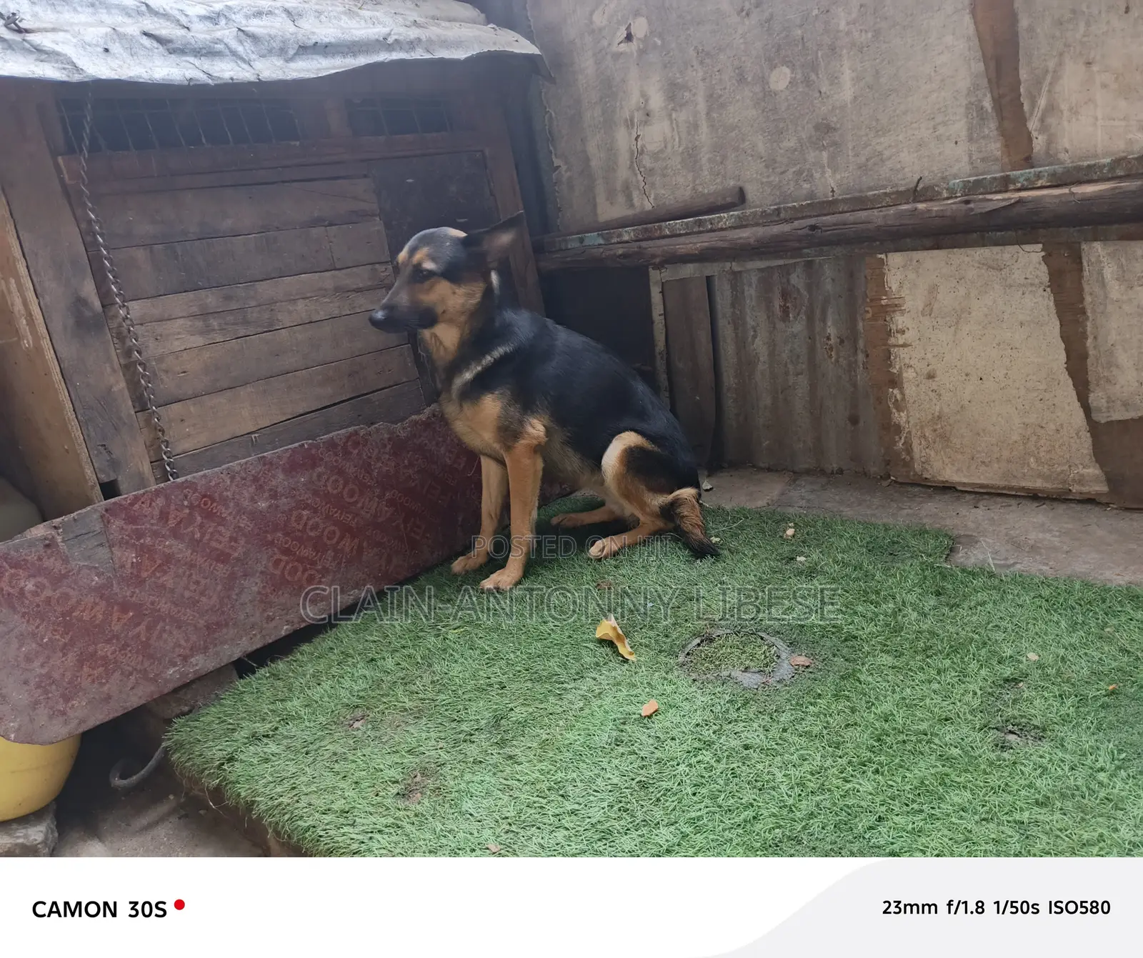 1+ year Female Purebred German Shepherd