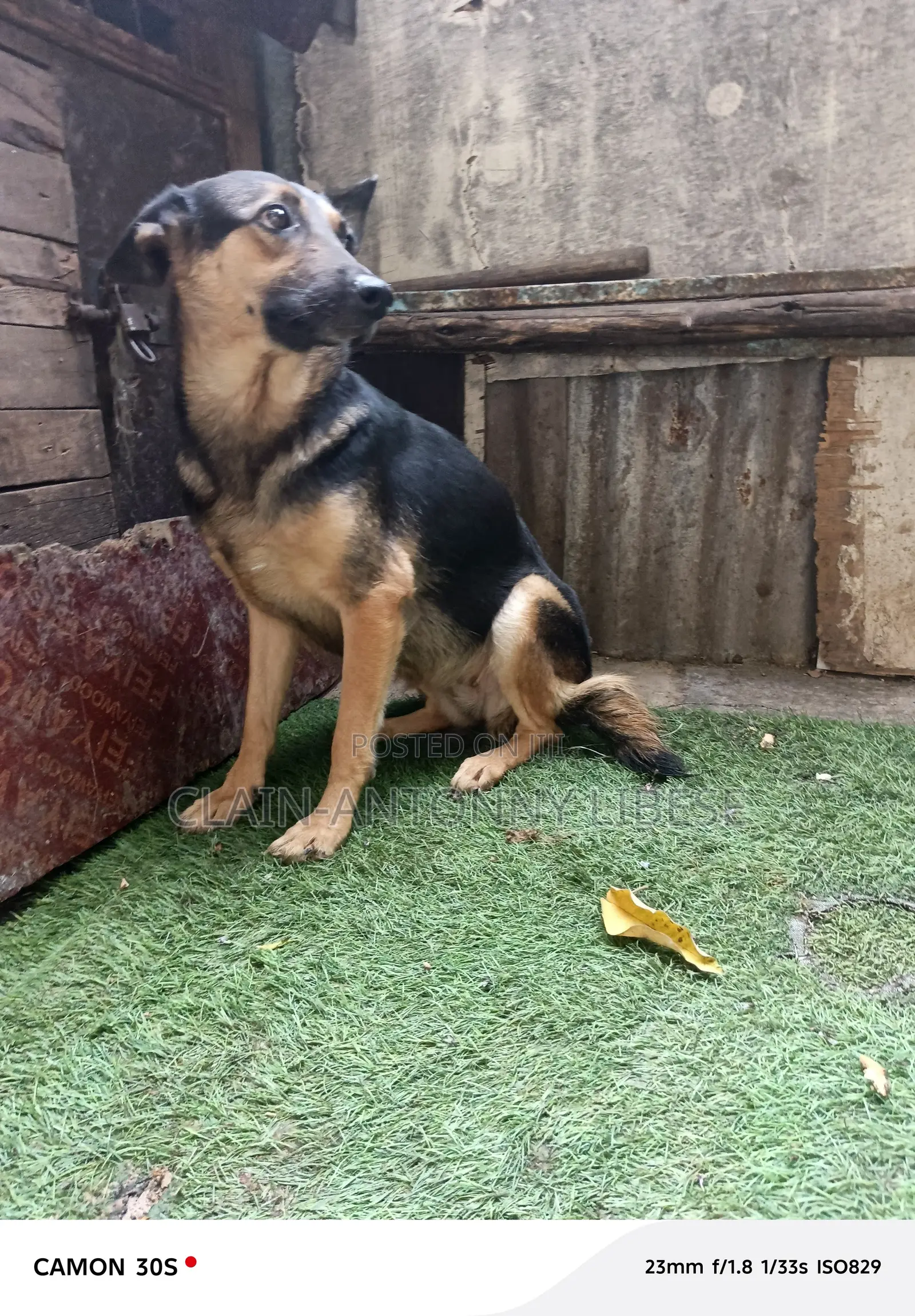 1+ year Female Purebred German Shepherd